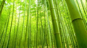 bamboo-alberi-tessuto6